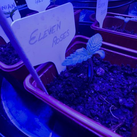 Eleven Roses 🌹 - Wish - 55j - 8 sem growlog photo: Wish se coude un peu, j’ai quand même enlevé le tuteur on va voir si elle se redresse vers la lumière.