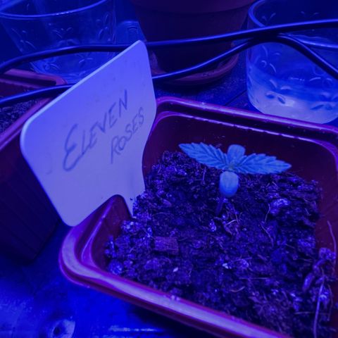Eleven Roses - Rose 🌹 - 55 j - 8 sem growlog photo: Rose est super costaude avec un tronc de baobab. Sa naissance compliquée l’a musclée grave.