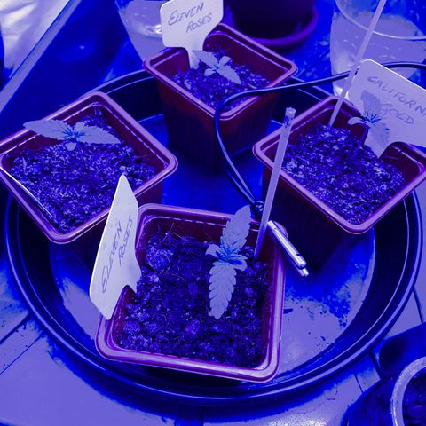 Californian Gold - Lili - 62 j - 9 sem. growlog photo: 21:00 le 15/12/21