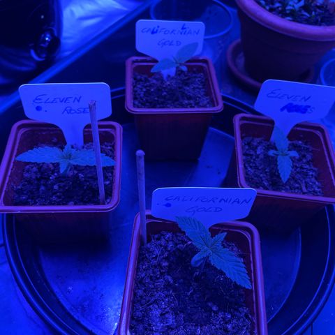 Californian Gold - Lili - 62 j - 9 sem. growlog photo: 🎈