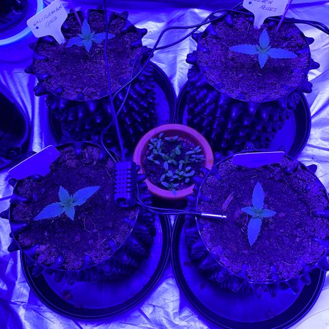 Californian Gold - Lili - 62 j - 9 sem. growlog photo: Tutto va bene