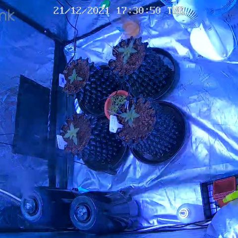 Californian Gold - Lili - 62 j - 9 sem. growlog photo: Quand la CamCan fonctionne…