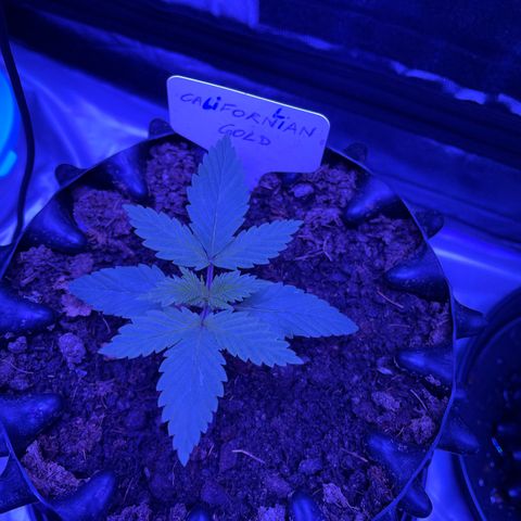 Californian Gold - Lili - 62 j - 9 sem. growlog photo: Hmm.