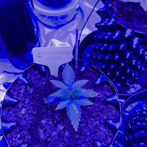 Californian Gold - Rush - 62 j - 9 sem growlog photo: Rush ? Qu’est-ce tu fous ?
Ne t’aimé-je point comme un fils ? Haaa, c’est pour ça ! Tu n’aimes pas la connotation virile de ton nom, toi qui es la plus feminized de toutes ?


J’ai confiance en ta force Walkyriesque.