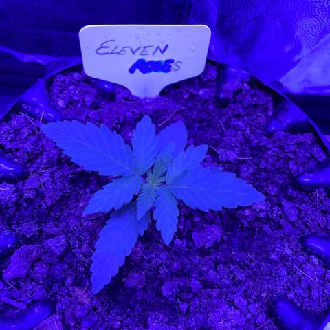 Eleven Roses - Rose 🌹 - 55 j - 8 sem growlog photo: Ah, rose !
❤️