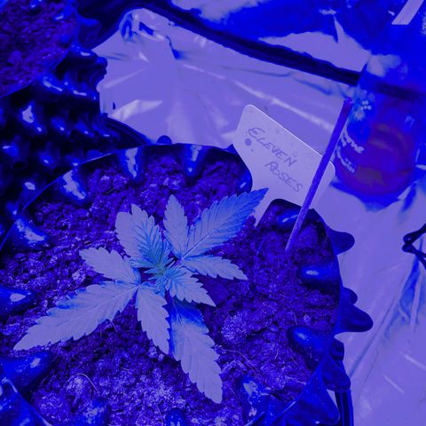 Eleven Roses 🌹 - Wish - 55j - 8 sem growlog photo: Wish tu assures.