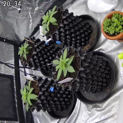 Californian Gold - Lili - 62 j - 9 sem. growlog timeline photo