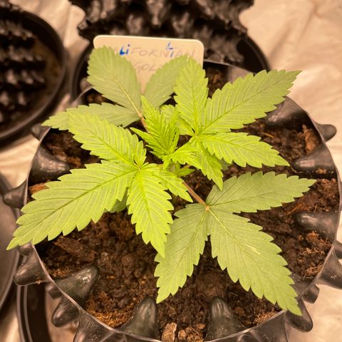 Californian Gold - Lili - 62 j - 9 sem. growlog photo: Lili un peu surexposée.