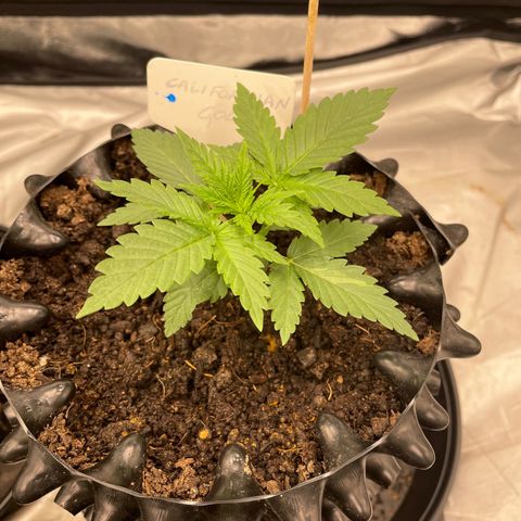 Californian Gold - Rush - 62 j - 9 sem growlog photo: Rush un peu pris du retard je trouve. Il avait pris cher avec la lumière si mes souvenirs sont bons.