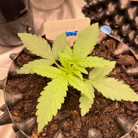Eleven Roses - Rose 🌹 - 55 j - 8 sem growlog photo: A star is born ✨