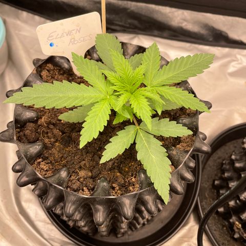 Eleven Roses 🌹 - Wish - 55j - 8 sem growlog photo: Wish the first. 🧬