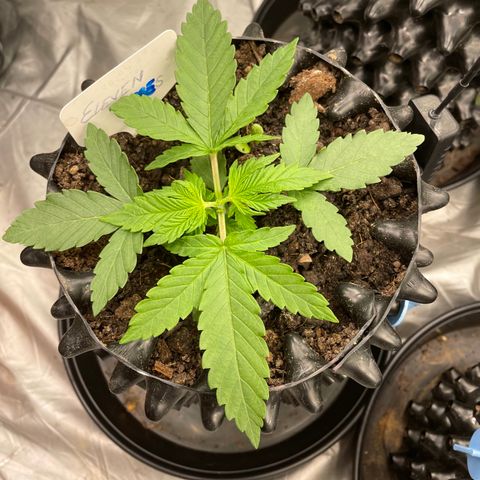 Eleven Roses - Rose 🌹 - 55 j - 8 sem growlog photo: Topping de Rose