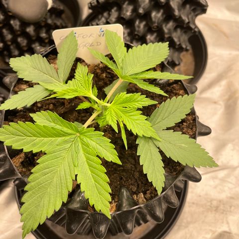 Californian Gold - Lili - 62 j - 9 sem. growlog photo: Topping de Lili
