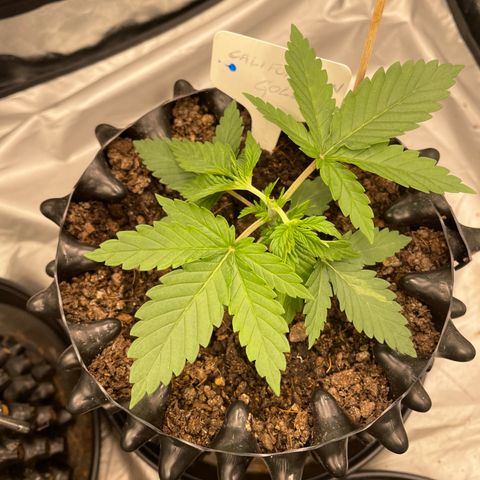 Californian Gold - Rush - 62 j - 9 sem growlog photo: Topping de rush