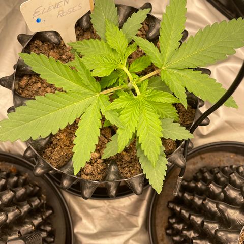 Eleven Roses 🌹 - Wish - 55j - 8 sem growlog photo: Topping de wish