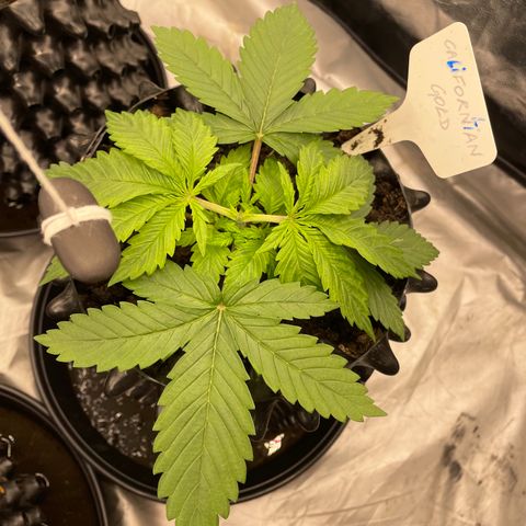 Eleven Roses 🌹 - Wish - 55j - 8 sem growlog photo: Jour +1 après topping à priori ça semble rouler