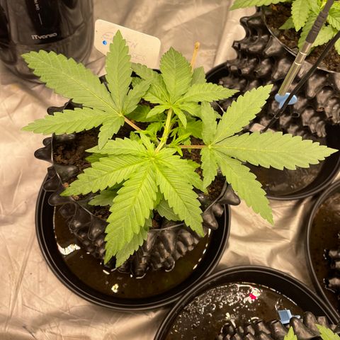 Californian Gold - Lili - 62 j - 9 sem. growlog photo: Lili jour +1 après topping