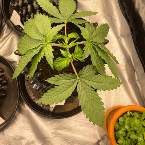 Californian Gold - Lili - 62 j - 9 sem. growlog photo: Lollipopping de Lili. Coupe branches 1er noeud.