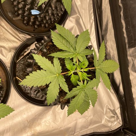 Californian Gold - Rush - 62 j - 9 sem growlog photo: Lollipopping de Rush