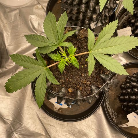 Eleven Roses - Rose 🌹 - 55 j - 8 sem growlog photo: Branches 1er noeud. Lollipopping de Rose.