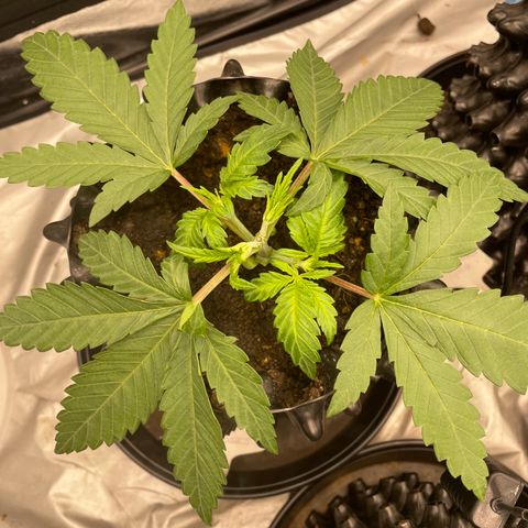 Eleven Roses 🌹 - Wish - 55j - 8 sem growlog photo: Branches 1er noeud. Lollipopping de Wish.
