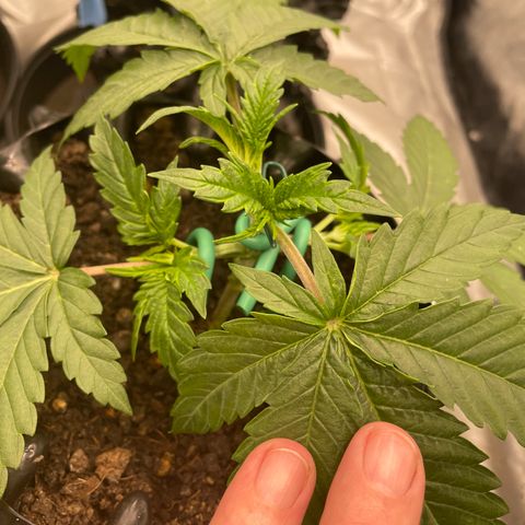 Californian Gold - Rush - 62 j - 9 sem growlog photo: Rush mainlining NugBuckets