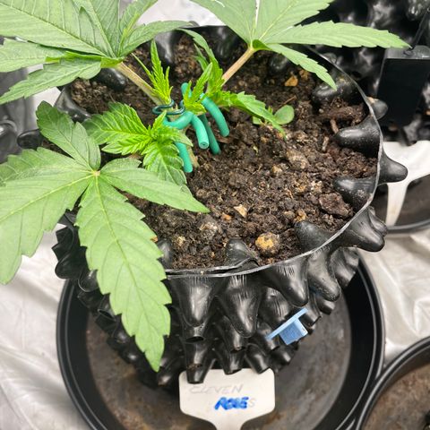 Eleven Roses - Rose 🌹 - 55 j - 8 sem growlog photo: Rose. mainlining NugBuckets