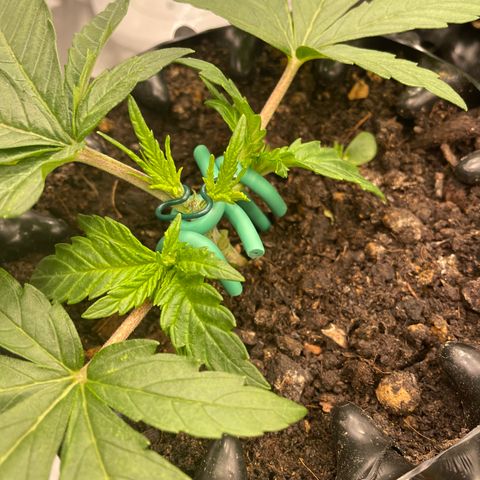 Eleven Roses - Rose 🌹 - 55 j - 8 sem growlog photo: Rose. mainlining NugBuckets