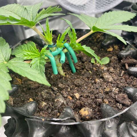 Eleven Roses - Rose 🌹 - 55 j - 8 sem growlog photo: Rose. mainlining NugBuckets