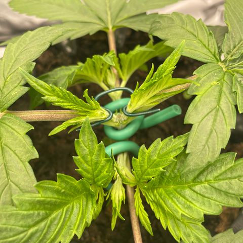 Eleven Roses 🌹 - Wish - 55j - 8 sem growlog photo: Wish. mainlining NugBuckets