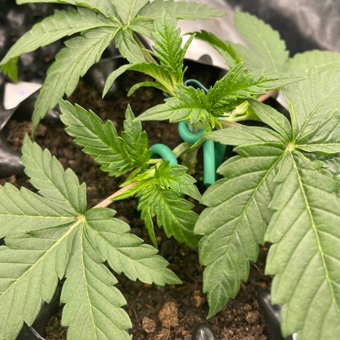 Eleven Roses 🌹 - Wish - 55j - 8 sem growlog photo: Wish. Mainlining NugBuckets