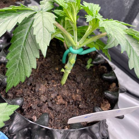 Californian Gold - Lili - 62 j - 9 sem. growlog photo: Cassé. Arg. 😱