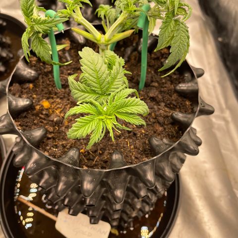 Californian Gold - Rush - 62 j - 9 sem growlog timeline photo