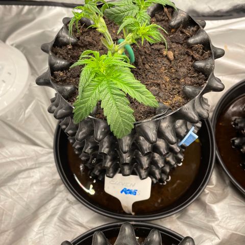 Eleven Roses - Rose 🌹 - 55 j - 8 sem growlog timeline photo