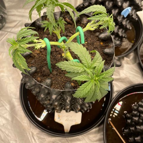 Eleven Roses 🌹 - Wish - 55j - 8 sem growlog photo: Wish