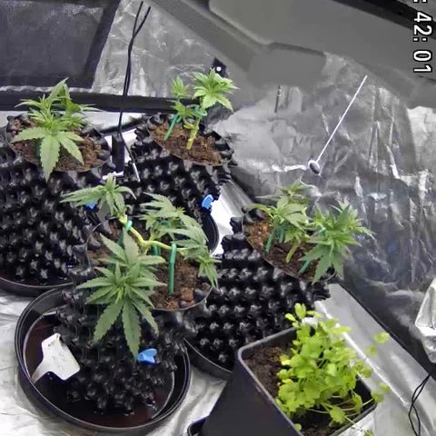 Californian Gold - Lili - 62 j - 9 sem. growlog photo: Redressées. Les photos pas les plantes.