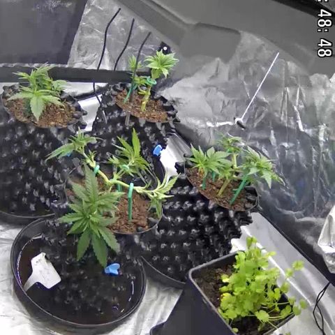 Californian Gold - Lili - 62 j - 9 sem. growlog photo: Redressées. Les photos pas les plantes.