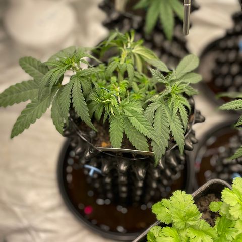 Eleven Roses - Rose 🌹 - 55 j - 8 sem growlog photo: Rose. Très bushy.