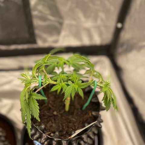 Californian Gold - Lili - 62 j - 9 sem. growlog photo: Lili
