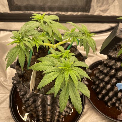 Eleven Roses 🌹 - Wish - 55j - 8 sem growlog photo: Wish