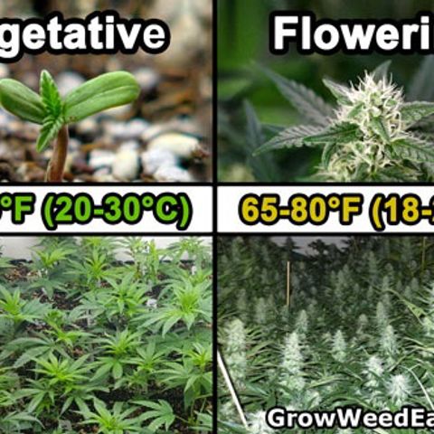 Californian Gold - Lili - 62 j - 9 sem. growlog photo: T• tente et feuilles