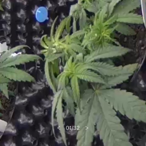 Californian Gold - Lili - 62 j - 9 sem. growlog photo: Art.
