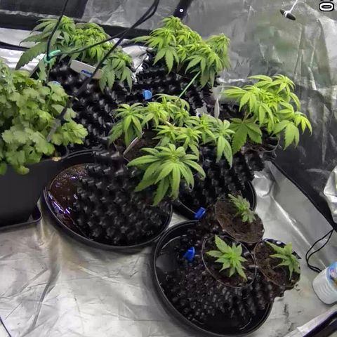 Californian Gold - Lili - 62 j - 9 sem. growlog photo: Deux Californian et une Eleven suite au premier topping. 3 boutures sur six