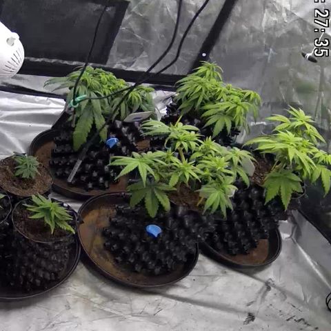 Californian Gold - Lili - 62 j - 9 sem. growlog photo: Y’a du mieux.