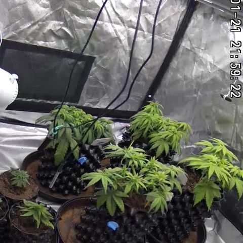 Californian Gold - Lili - 62 j - 9 sem. growlog photo: Premier plan à l’air de se porter mieux. On verra demain matin !!!