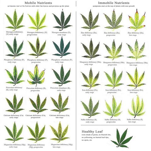 Californian Gold - Lili - 62 j - 9 sem. growlog photo: Déficiences / Carences