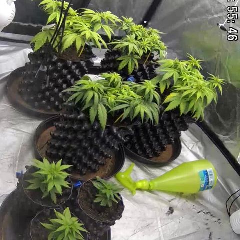 Californian Gold - Lili - 62 j - 9 sem. growlog photo: …après avoir compris qu’elles s’asphyxiaient…