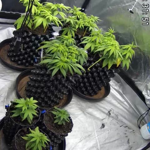 Californian Gold - Lili - 62 j - 9 sem. growlog photo: 20:30 progrès.