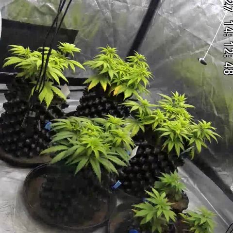 Californian Gold - Lili - 62 j - 9 sem. growlog photo: De mieux en mieux. On touche du bois.