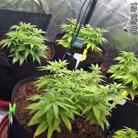 Californian Gold - Lili - 62 j - 9 sem. growlog photo: Le coco c’est magique.